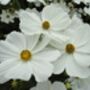 Cosmos White Flowering Plants – Set Of Two In 1 L Pots, thumbnail 3 of 3