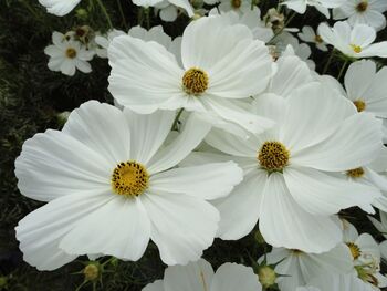 Cosmos White Flowering Plants – Set Of Two In 1 L Pots, 3 of 3