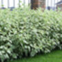 Dogwood Plants, Cornus Alba 'Dogwood', thumbnail 6 of 7