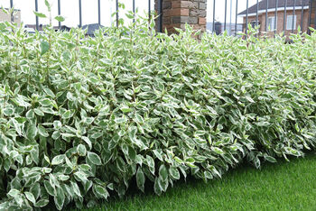 Dogwood Plants, Cornus Alba 'Dogwood', 6 of 7