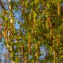 Silver Birch Tree Betula Pendulus 'Alba' 10 L Pot, thumbnail 2 of 3