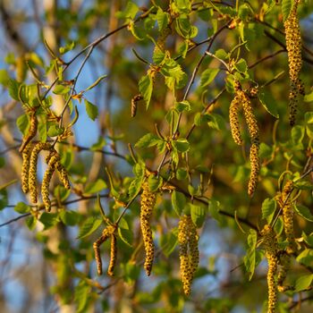 Silver Birch Tree Betula Pendulus 'Alba' 10 L Pot, 2 of 3