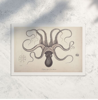 Antique Octopus Illustration Print, 2 of 3