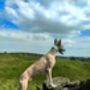 Turquoise Leather Whippet Collar And Matching Lead Set, thumbnail 9 of 12