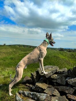 Turquoise Leather Whippet Collar And Matching Lead Set, 9 of 12