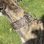Martingale Collar In Leopard Print Design, thumbnail 6 of 8