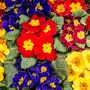 Primrose 'Cabaret Mix' Six X Full Plant Pack, thumbnail 6 of 8