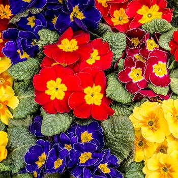 Primrose 'Cabaret Mix' Six X Full Plant Pack, 6 of 8