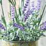 Lavender In Watering Can, thumbnail 2 of 5