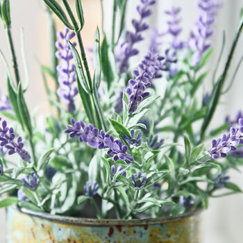 Lavender In Watering Can, 2 of 5