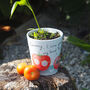 Tomato Plant Pot Gift For Mums, thumbnail 2 of 6