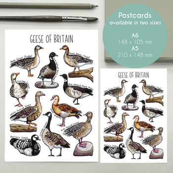 Geese Of Britain Watercolour Postcard, 2 of 8