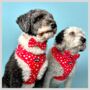 Red Valentine Heart Dog Bandana, thumbnail 4 of 4