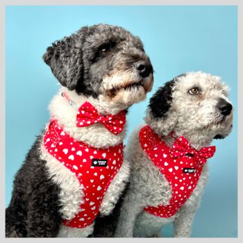 Red Valentine Heart Dog Bandana, 4 of 4