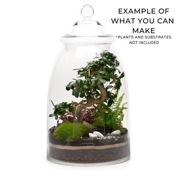 Xl Glass Terrarium Container With Glass Lid | H: 49 Cm, 4 of 7