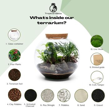 Large Globe Terrarium Kit With Bonsai | 'Portland', 7 of 10