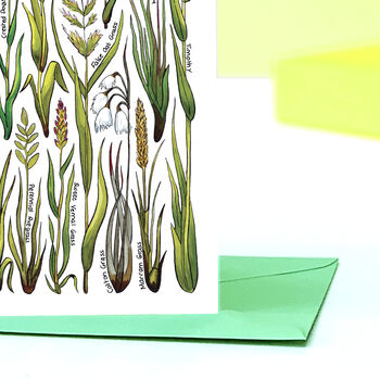 Grasses Of Britain Greeting Card, 5 of 7