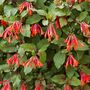 Garden Perennial Fuchsia 'Thalia' One X One Litre Pot, thumbnail 1 of 3