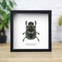 Elephant Dung Beetle Insect Bug Entomology Taxidermy Box Frame, thumbnail 1 of 3