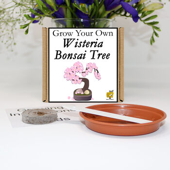 Gardening Gift. Grow Your Own Wisteria Bonsai Tree, 2 of 6