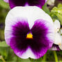 Flowers Pansy 'Beaconsfield' 20 X Plant Pack, thumbnail 6 of 6