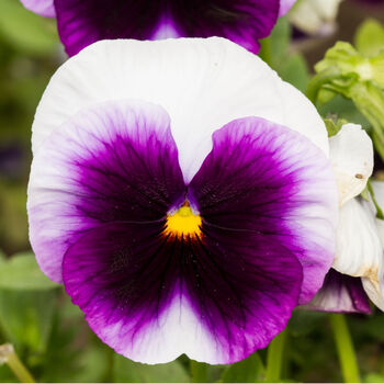 Flowers Pansy 'Beaconsfield' 20 X Plant Pack, 6 of 6