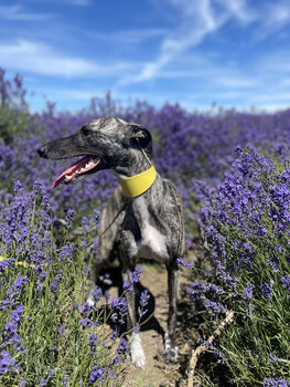 Yellow Leather Whippet Collar And Matching Lead Set, 4 of 12