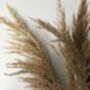 Dried Natural Pampas Grass Bunch, thumbnail 4 of 6