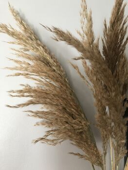 Dried Natural Pampas Grass Bunch, 4 of 6