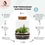 Closed Terrarium Kit With Live Plant | 'Luzern', thumbnail 8 of 10
