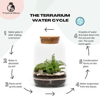Closed Terrarium Kit With Live Plant | 'Luzern', 8 of 10