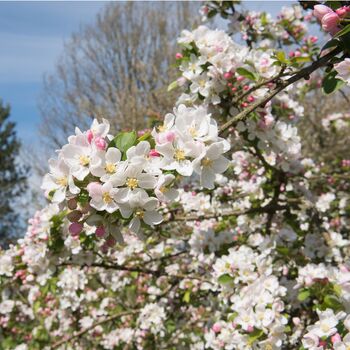 Fruit Tree Crabapple 'Red Sentinel' One X 10 L Pot, 3 of 5