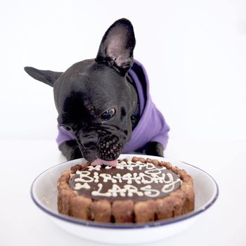 Dog Birthday Cake, 3 of 5
