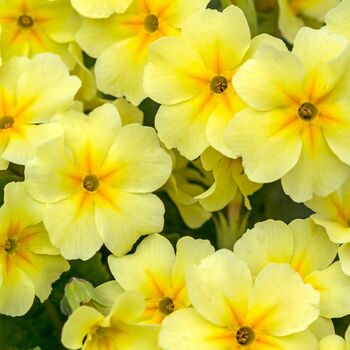 Primrose 'Candy Mix' 18 X Full Plant Pack, 3 of 6
