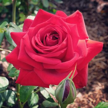 Hybrid Tea Rose Plant 'Loving Memory' One X Bare Root, 2 of 5