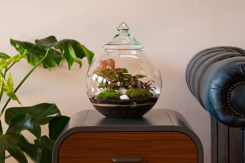 Round Closed Terrarium Kit Diy | 'Florence' By Tropical Glass ...