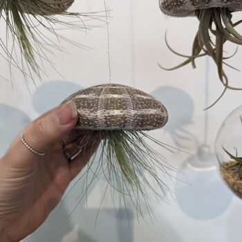 Jellyfish Floating Airplant Gift For Plant Lover, 7 of 8