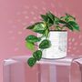 Disco Tabletop Planter, thumbnail 1 of 2