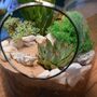 Open Terrarium Kit With Succulent Cactus Plant Gift, thumbnail 3 of 8