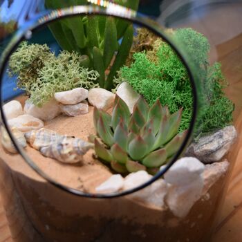 Open Terrarium Kit With Succulent Cactus Plant Gift, 3 of 8