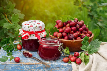 Gooseberry Plants, 'Hinnonmaki Red', 3 of 8