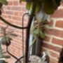 Aeonium Stem Support / Plant Support, thumbnail 5 of 11