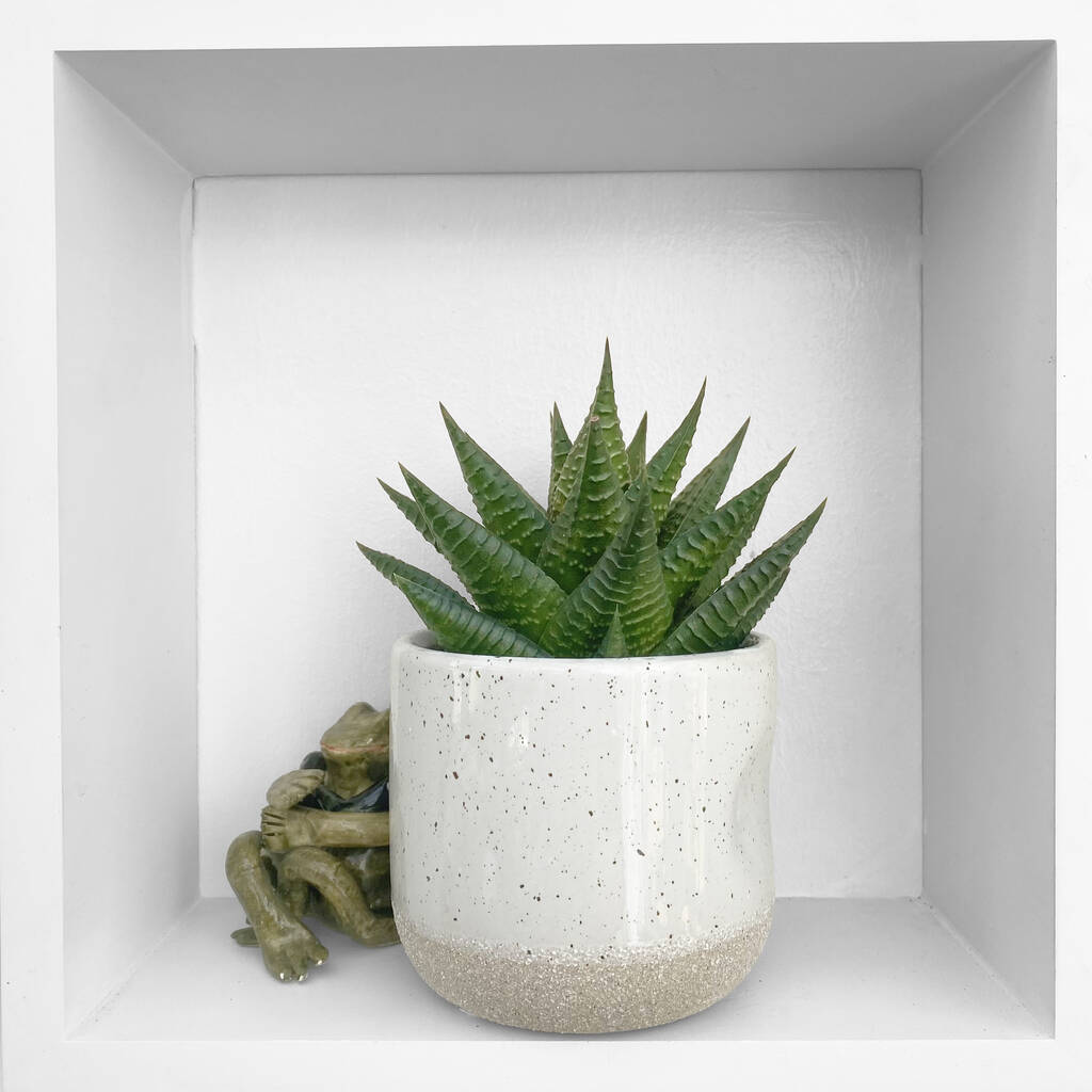 Fairy Washboard Fun Succulent House Plant In 6cm Pot By Clouds Hill ...