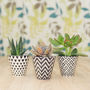 Set Of Three Mini Planters With Choice Of Plants, thumbnail 1 of 3