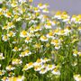 Herbs, Flowering Chamomile, Full Plants In 9cm Pots, thumbnail 5 of 5