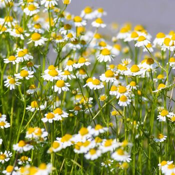 Herbs, Flowering Chamomile, Full Plants In 9cm Pots, 5 of 5