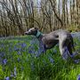 Turquoise Leather Whippet Collar Can Be Personalised, thumbnail 9 of 9