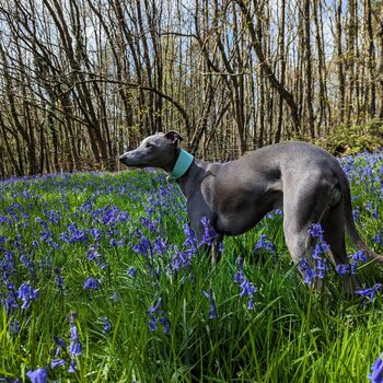 Turquoise Leather Whippet Collar Can Be Personalised, 9 of 9