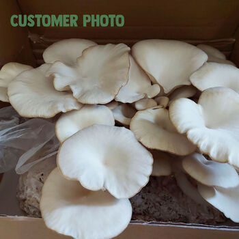 Pearl Oyster Grow Your Own Mushroom Kit, 3 of 3