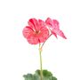 Geranium 'Raspberry Ripple' 12 X Plant Pack, thumbnail 2 of 3
